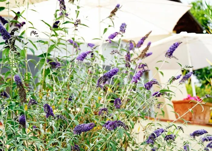 Ferienhaus Pettirosso